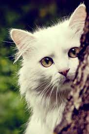Pin On Mobile Iphone Cat Wallpapers