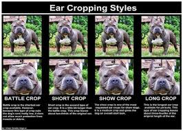 Ear Cropping In Dogs Price Legality Surgery Aftercare