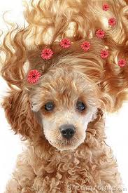 Small Apricot Poodle Puppy With Long Hair On White Background Poodle Puppy Poodle Poodle Card
