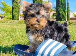I have 2 beautiful puppies available at 8 weeks old with first and second shots given. Potty Trained Teacup Yorkie Puppies Tucson Animal Pet