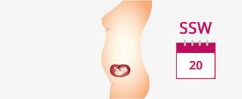 20 Ssw Schwangerschaftswoche Mutter Bauch Baby In 20 Ssw