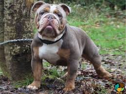 Only guaranteed quality, healthy puppies. Old Tyme Bulldog Dog Breed Ukpets