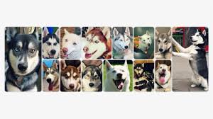 Why buy a husky puppy for sale if you can adopt and save a life? Husky Puppy Png Images Free Transparent Husky Puppy Download Kindpng