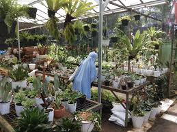 Pusat grosir tanaman hias di jakarta harga terjangkau. Jadi Primadona Harga Tanaman Hias Digoreng Kala Pagebluk