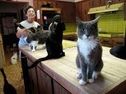 Crazy Cat Lady Lynea Lattanzio Now There Are Almost 800 Abandoned And Feral Cats Housed At Lynea S Shelter A No Kill No Cag Crazy Cats Cat Cages Cats
