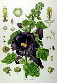 Image result for Alcea rosea