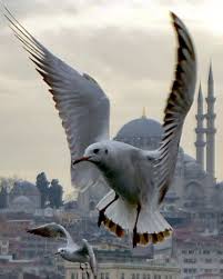 Photo By Yasar Koc Neoklasik Nefesler Istanbul Resim Fotograf