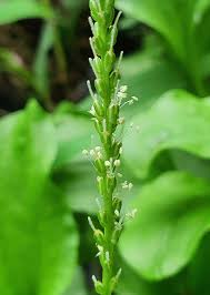 Image result for Plantago palmata