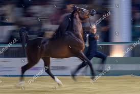 Wf Gawin Owned By Aingeru Vilabrille Editorial Stock Photo - Stock Image |  Shutterstock Editorial