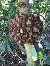 Image result for Sphaeropsis tumefaciens oleander symptoms