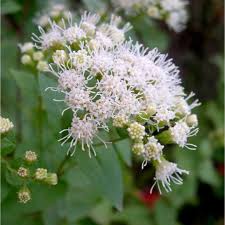 Image result for Ageratina vernalis