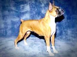 Boxer Kopek Ozellikleri Kopek Cinsleri