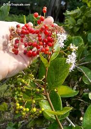 Image result for Rogiera cordata