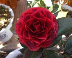 Camelia Red Leave Bella Pink Garden Red Leaf Plant Plant Leaves