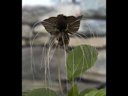 The black bat plant belongs to the yam family dioscoreaceae. Growing The Black Bat Flower Tacca Chantrieri Youtube