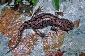 Image result for Stenostelma capense