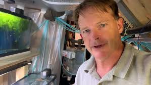 Mangrove rivulus (Kryptolebias marmoratus) emersion from a crab burrow