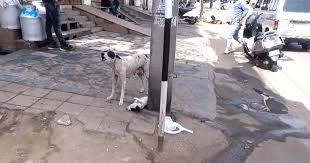 Pin On Pet