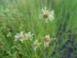 Image result for Rhynchospora holoschoenoides