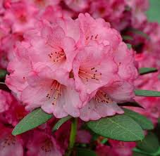 Rhododendron Wine And Roses Pbr Rhododendron Rhododendron Low Maintenance Plants Different Plants