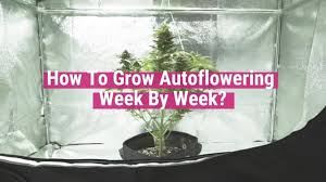 For instance, the plant needs a lot of blue light in the vegetative phase and more red light in the flowering stage. Maximum Yield With Autoflower Cannabis Royal Queen Seeds