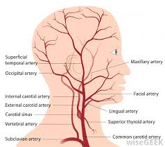 Between arteries and veins, there is a network of. What Is The Difference Between Arteries Veins Blood Vessels And Capillaries