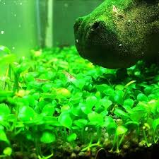 Image result for Marsilea villifolia