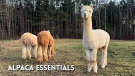 Wet Felting with Alpacas