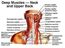 The shoulder is a very. Cervical Motor Control Part 1 Clinical Anatomy Of Cervical Spine Rayner Smale