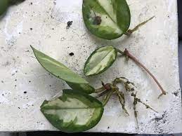Jun 24, 2020 · hoya carnosa propagation. Guide Hoya Kerrii Leaf And Paw