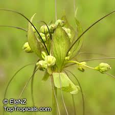 Image result for Tacca leontopetaloides