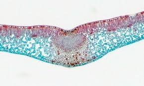 Dicot Leaf Cross Section Vascular Bundle Xylem Phloem Epidermis Palisade Mesophyll Spongy Me Microscopic Photography Microscopic Cells Biology Projects