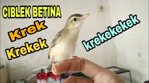 Check spelling or type a new query. Like Subscribe Yah Ciblek Sawah Ciblek Padi Betina Ngerekek Jinak Total Youtube