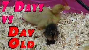 Ducklings 7 Days Of Growth Explosion Hatcher Final Rescue 34 Hatching Ducklings Ducks