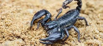 By controlling scorpions outside the home you can also control them inside your home. Cricket Scorpion Control Services In Phoenix Az