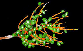 Image result for Chamaedorea oblongata