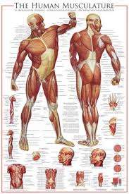 A 3d model collection of human bone and muscle structure. Pin By Elaine Copeland On Infografiki In 2021 Human Muscular System Human Muscle Anatomy Muscular System