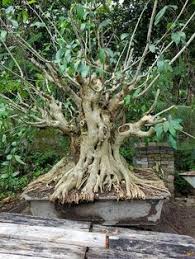 40 inspirasi bonsai beringin kimeng terbaik (ficus microcarpha) para penghoni bonsai pemula masih banyak yang bingung dengan jenis jenis beringin yang bisa di bonsai,,, sebenarnya jenis. 9 Ide Bonsai Beringin Pohon Pohon Bonsai Bonsai