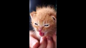 Kostenlose hintergrundbilder für ihren pc herunterladen. Geile Handy Hintergrundbilder 1 Youtube