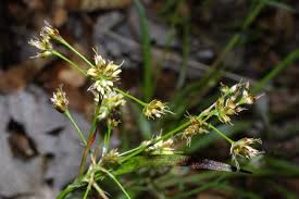Image result for Bulbostylis nudiuscula