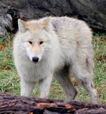 Wolf Park Battleground Indiana Www Wolfpark Org Wolf Park Zoo Creatures Animals Beautiful