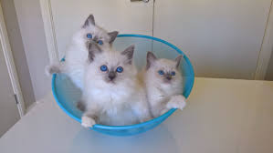 Birman Kittens For Sale Nsw Blue Mitted Blue Colourpoint Ragdoll Kittens In Basket Ragdoll Cat Ragdoll Kitten Ragdoll