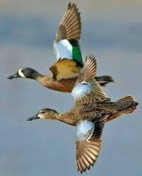 Iraqi Marshes Birds By Emad M Mola Bird Hunting Pet Birds Beautiful Birds
