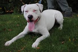 Dogo Argentino X Boxer Ivar Rude 29 11 2017 Notfall Molosser Vermittlungshilfe Cane corso in dogs & puppies for rehoming in canada.
