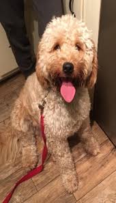 Chien goldendoodle medium goldendoodle goldendoodle haircuts goldendoodle miniature goldendoodles labradoodles apricot goldendoodle teddy bear goldendoodle dog haircuts. Bark Busters Breed Of The Month Goldendoodle