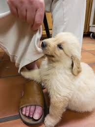 L1000905 Love Pet Golden Retriever Dogs