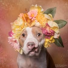 Download dog flower images and photos. Adding These Flowers To Your Pup S Photos Can Save Dogs Lives Barkpost