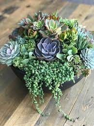 These plants in earthy greens, browns, reds, and more can look quite exotic or carry a southwestern flair, making them ideal for giving almost anyone or keeping for yourself. Pin On Garden Ideas