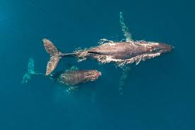 How Big Are Baby Whales? | Book a Whale ...