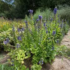 Image result for Lobelia dissecta